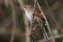 Cetti's warbler by the Kalloni east river, Lesvos, Greece / Mark S Jobling / CC-BY-SA-3.0